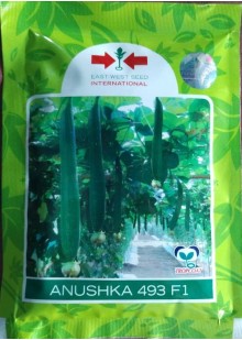 Anushka 493 F1 Galki 